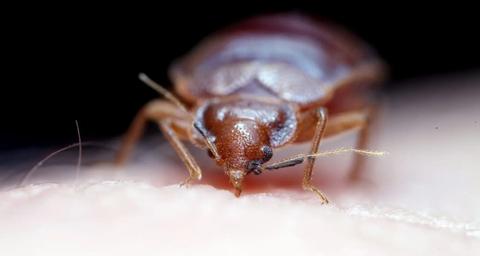 How to check for bed bug signs