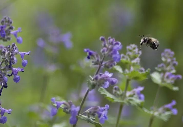 Catnip against cockroaches