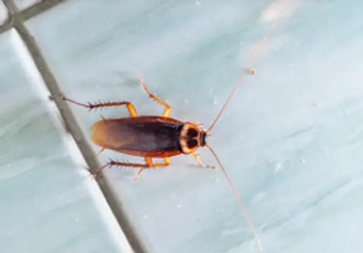 cockroaches hide behind stoves