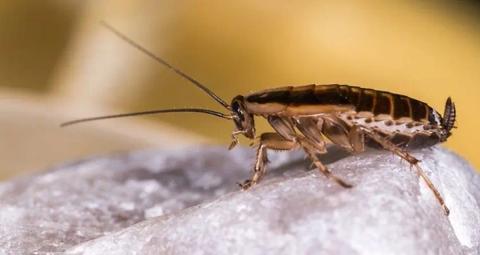 How to keep cockroaches away