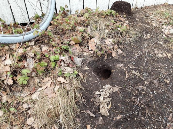 rats burrow in the garden