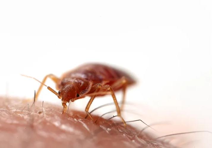 bedbugs difficult to control