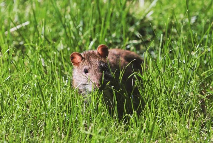 Have you seen a rat in your yard?