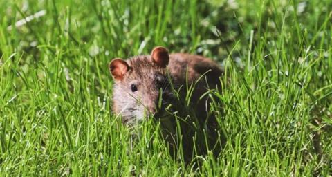 Have you seen a rat in your yard?