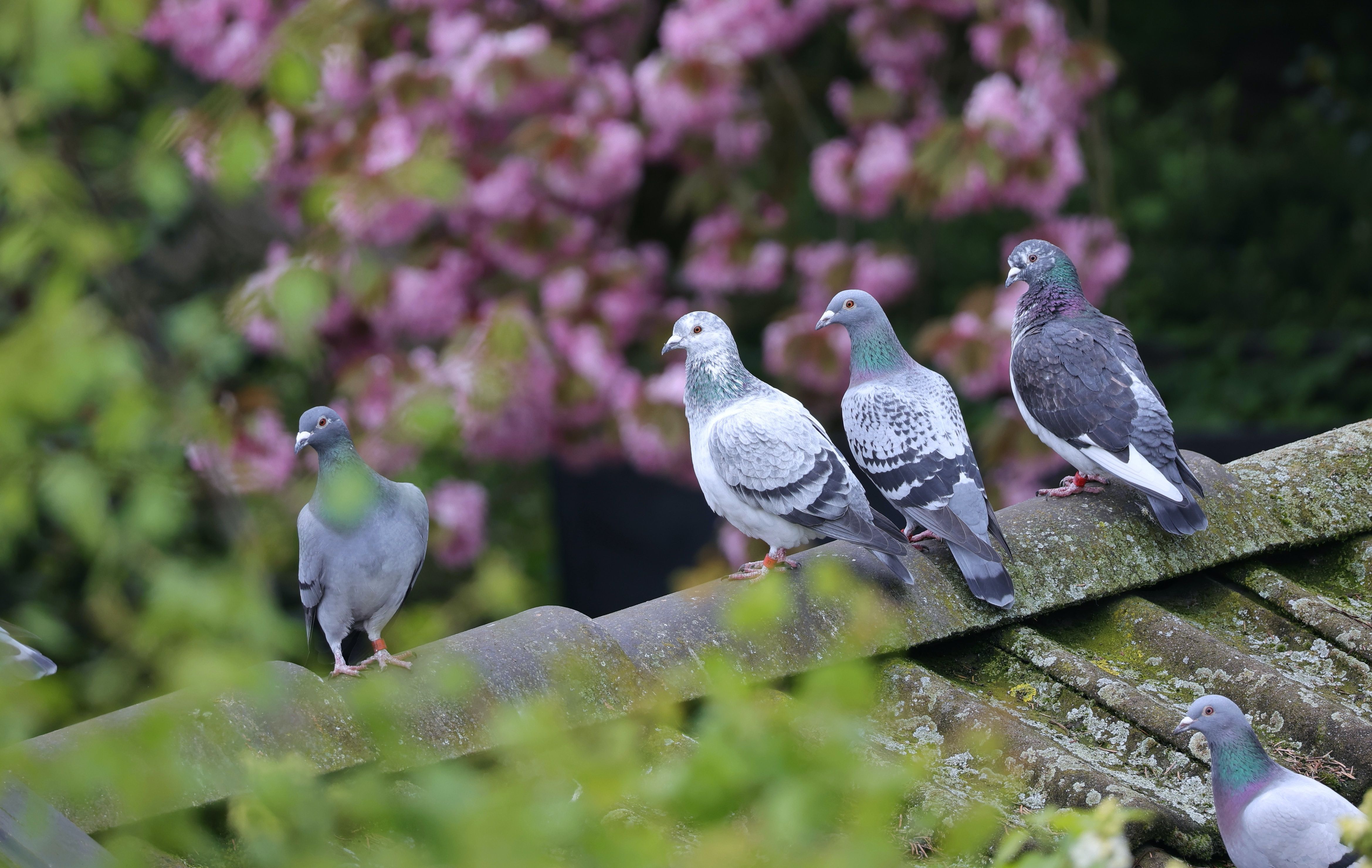 Pigeons love nest on roofs, in chimneys or attics, below solar panels & in green environments. Learn here how you can prevent this.