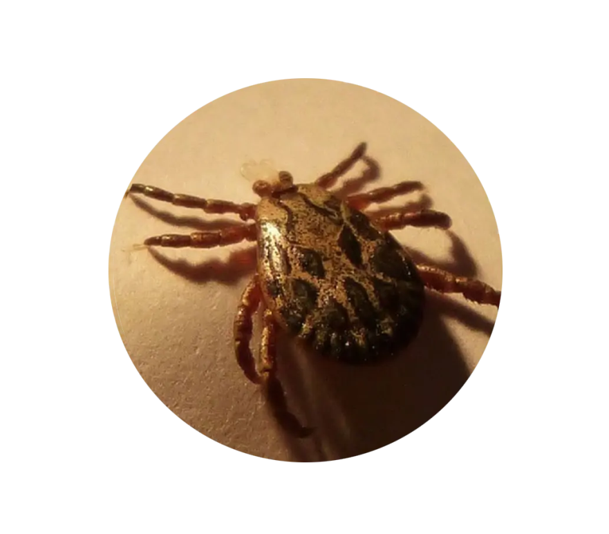 difference mite and bedbug bite