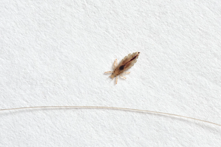 boekluisen psocoptera