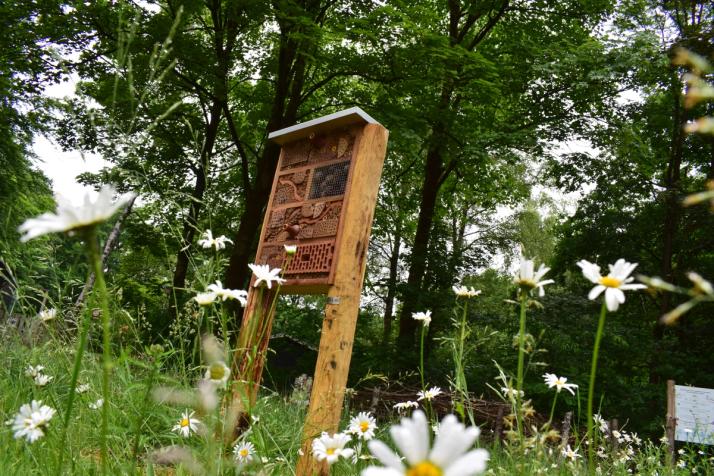 A wooden insect hotel stands in a field of white daisies with trees in the background.