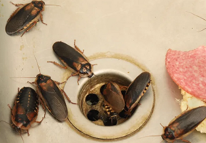 kakkerlakken in een vochtige omgeving 