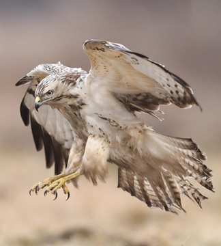 Biodiversiteit bevorderen