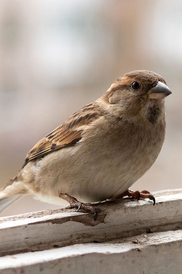 A house sparrow perched on a weathered white ledge.