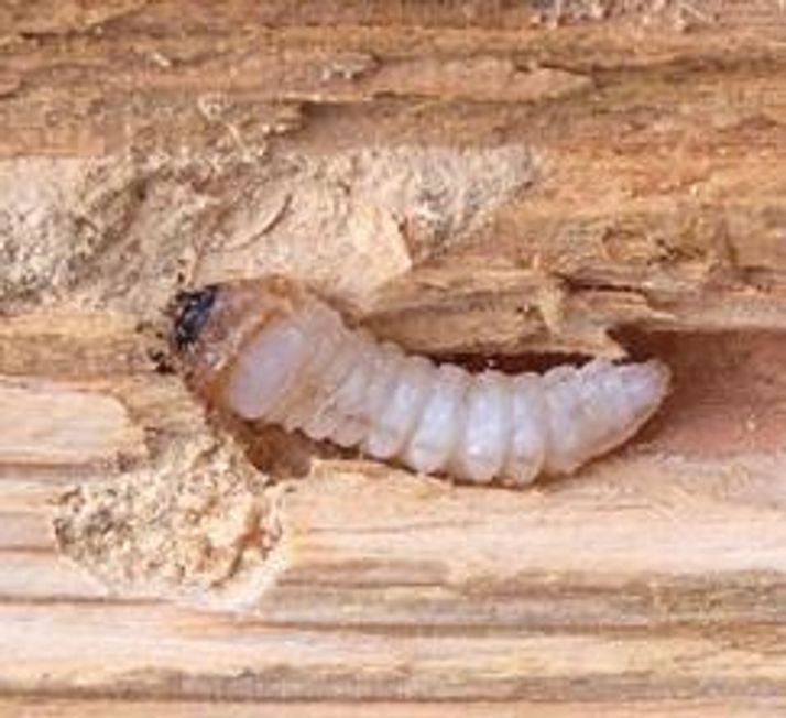 spinthoutkever larve