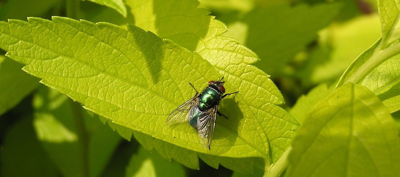 een vlieg op een groen blaadje 