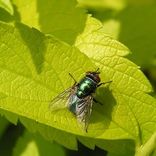 een vlieg op een groen blaadje 