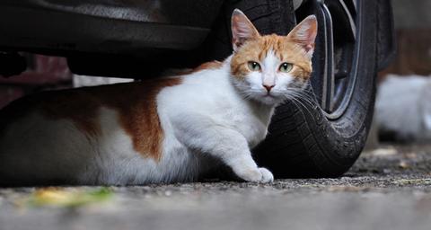 Veilig en diervriendelijk katten weren of vangen
