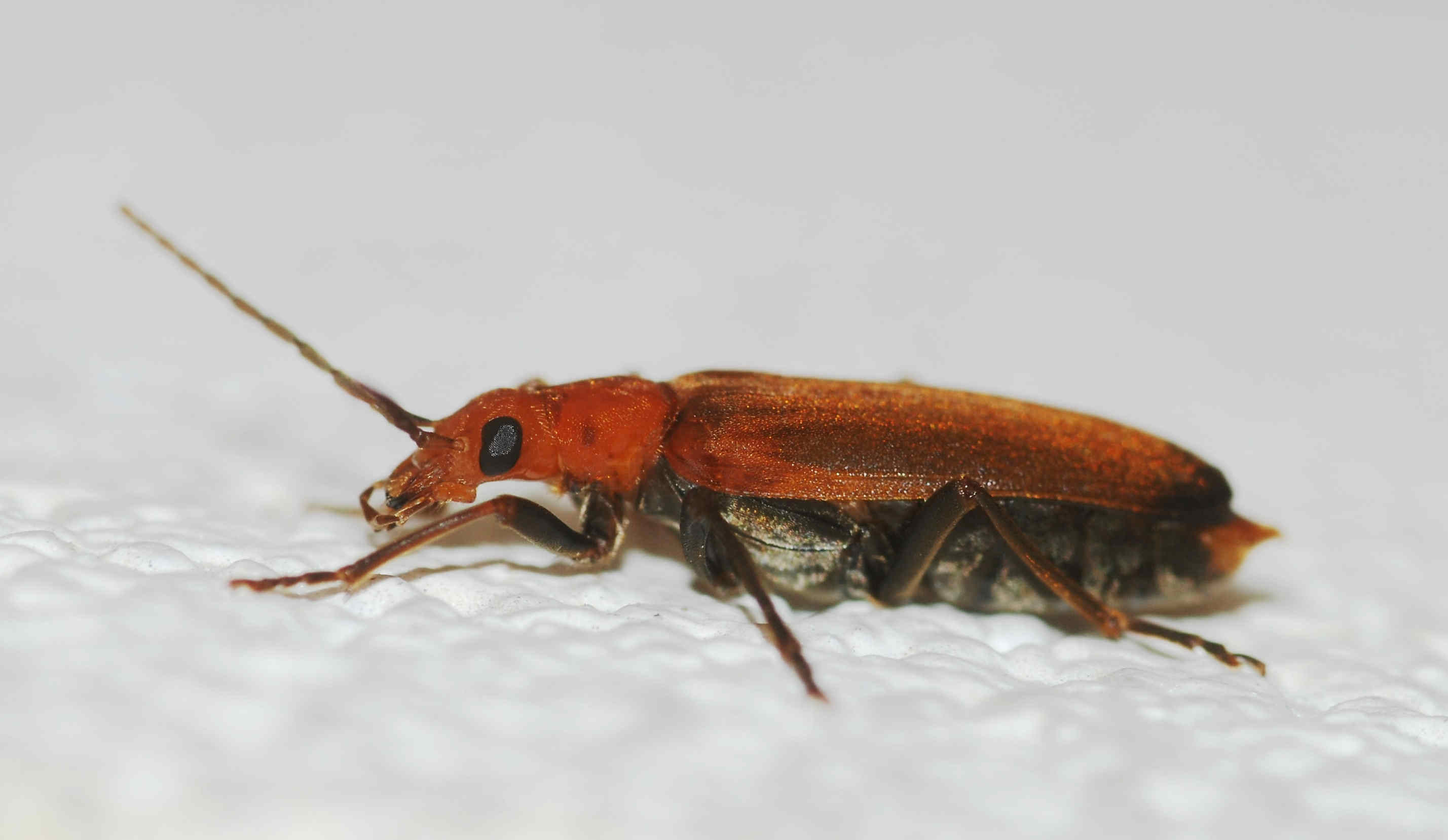 heipaalkever bestrijden anticimex