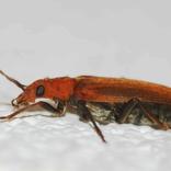 heipaalkever bestrijden anticimex