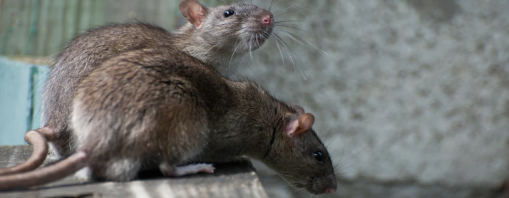 twee ratten in een huis 
