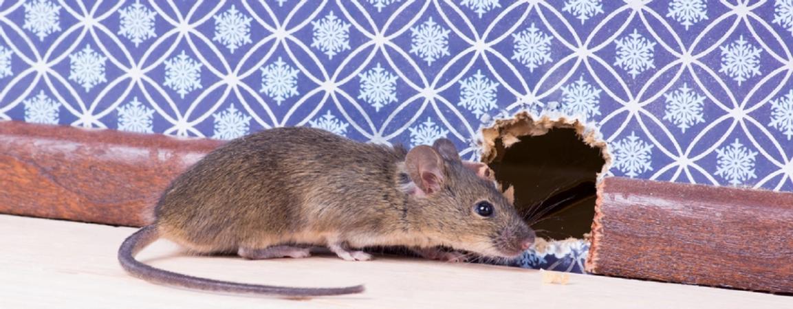muis in huis bestrijden
