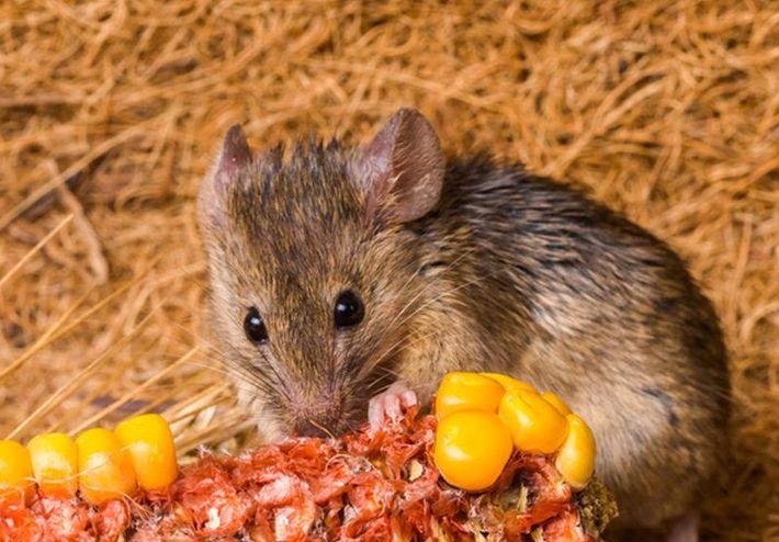 muis die een maïskolf eet
