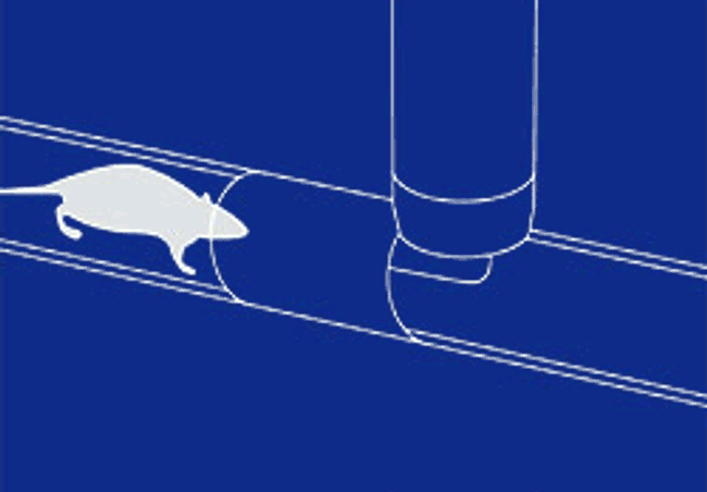 Ratten In Riool Ratten bestrijden gemeente - Anticimex