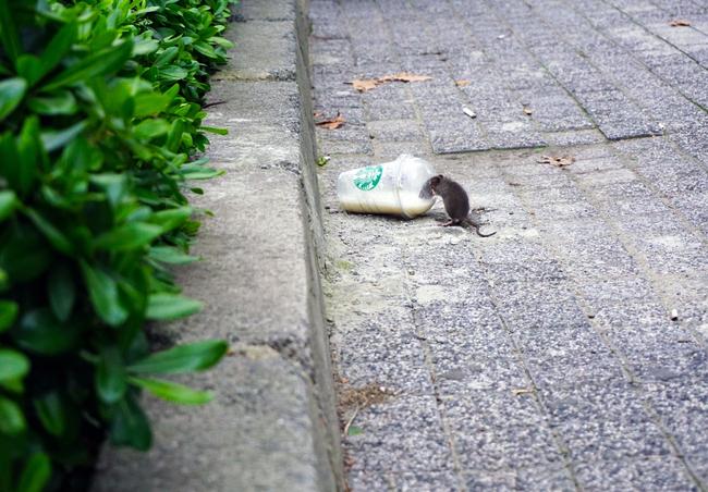 muis op straat met een plastic beker