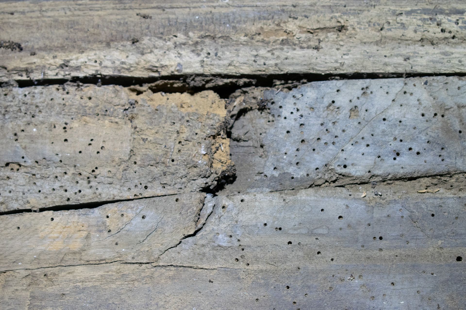 tekenen houtinsecten hout