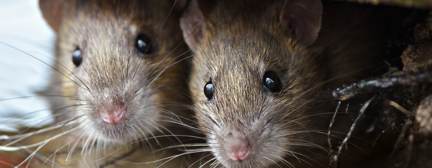 verschil muizen ratten