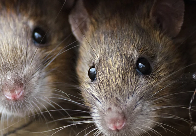 verschil muizen ratten