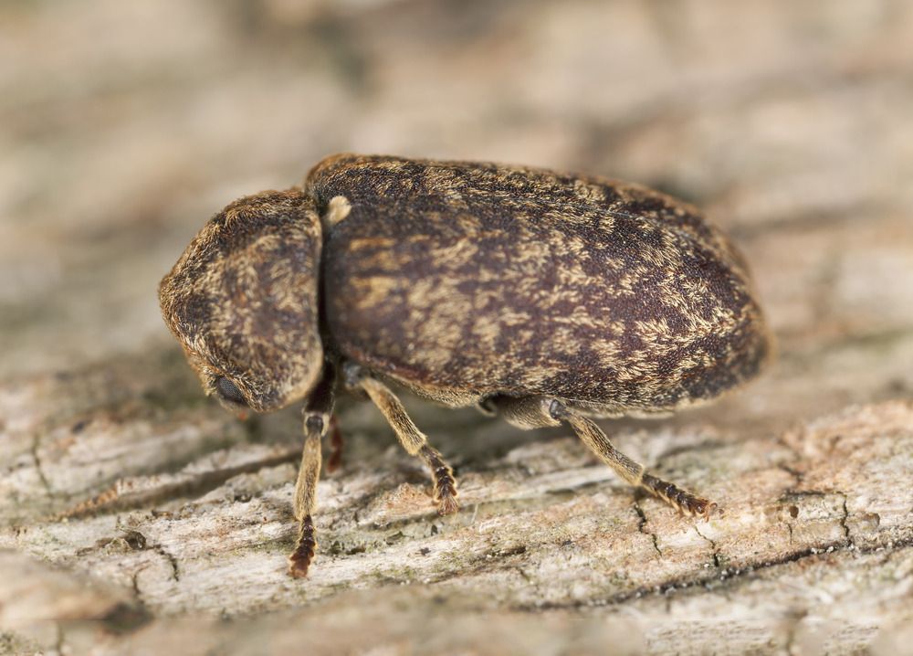 bonte knaagkever bestrijden