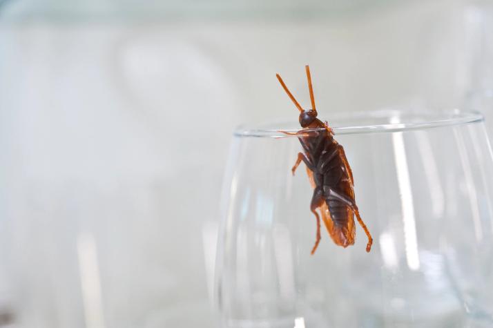 kakkerlak in een glas 