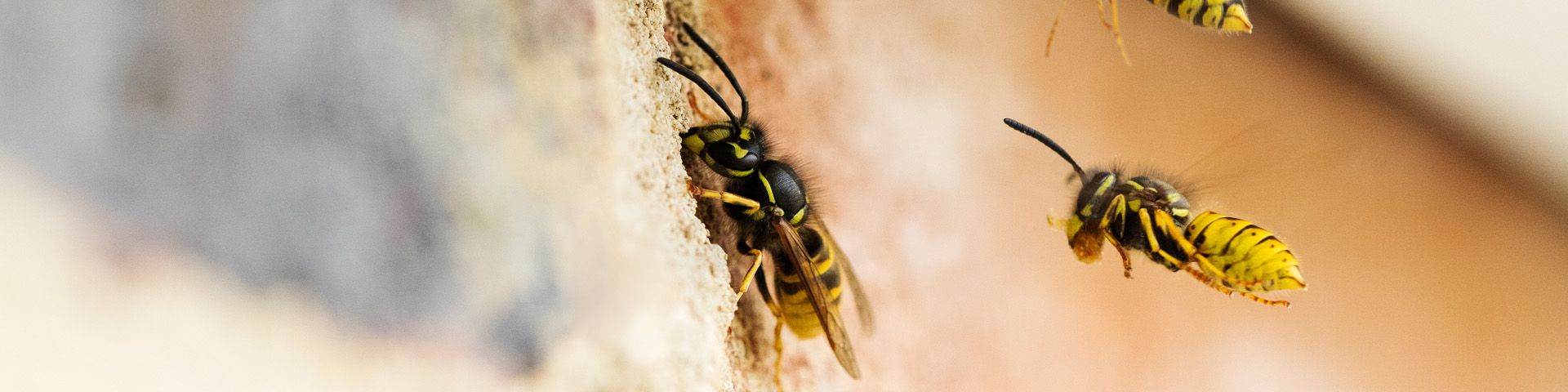 wespenoverlast in de zorg