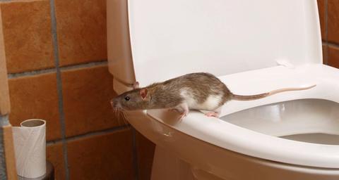 Rattenoverlast beheersbaar maken en houden