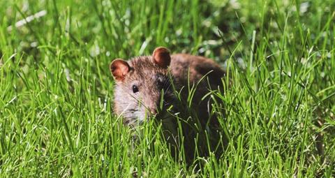 rat voorkomen in tuin
