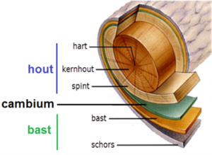 verschillende lagen van hout zoals het hart, jernhout, spint, bast en schors