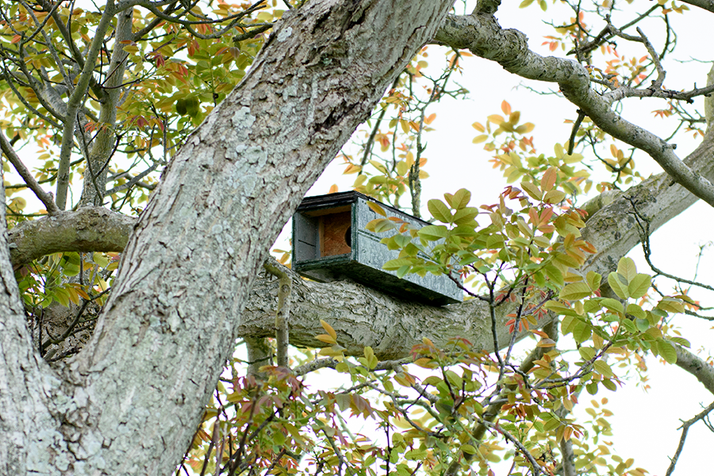 nestkast roofvogel