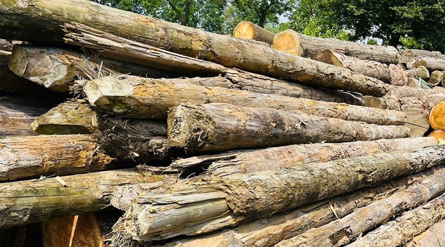 A large, jumbled pile of cut logs.