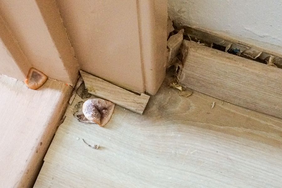 Mushrooms growing from water-damaged wooden baseboards and flooring.