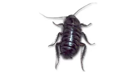Oosterse kakkerlak op een witte ondergrond