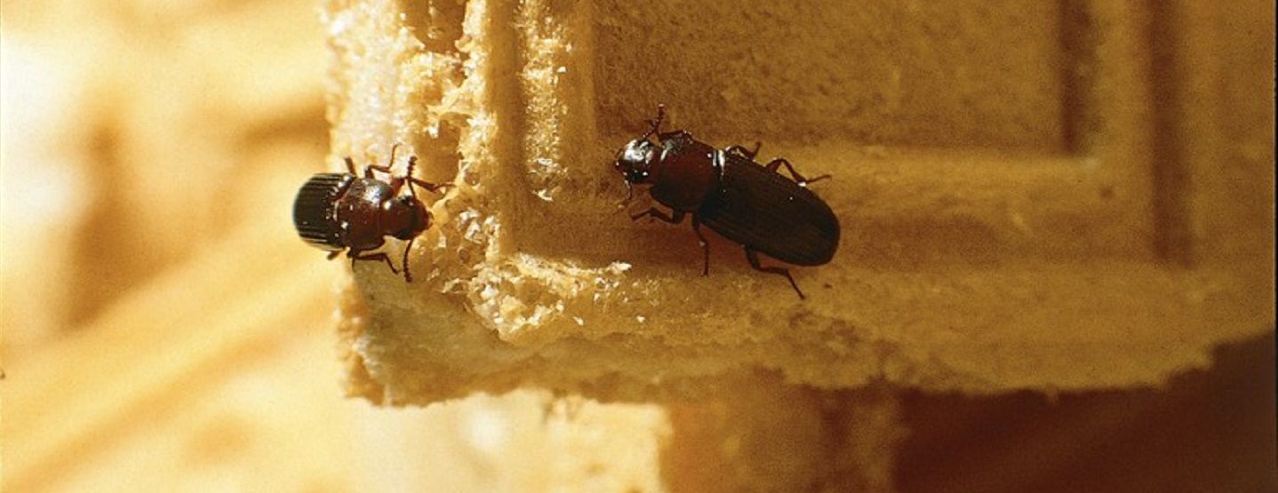 infestatie kever in voorraad