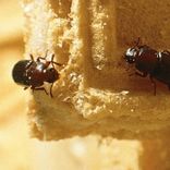 infestatie kever in voorraad