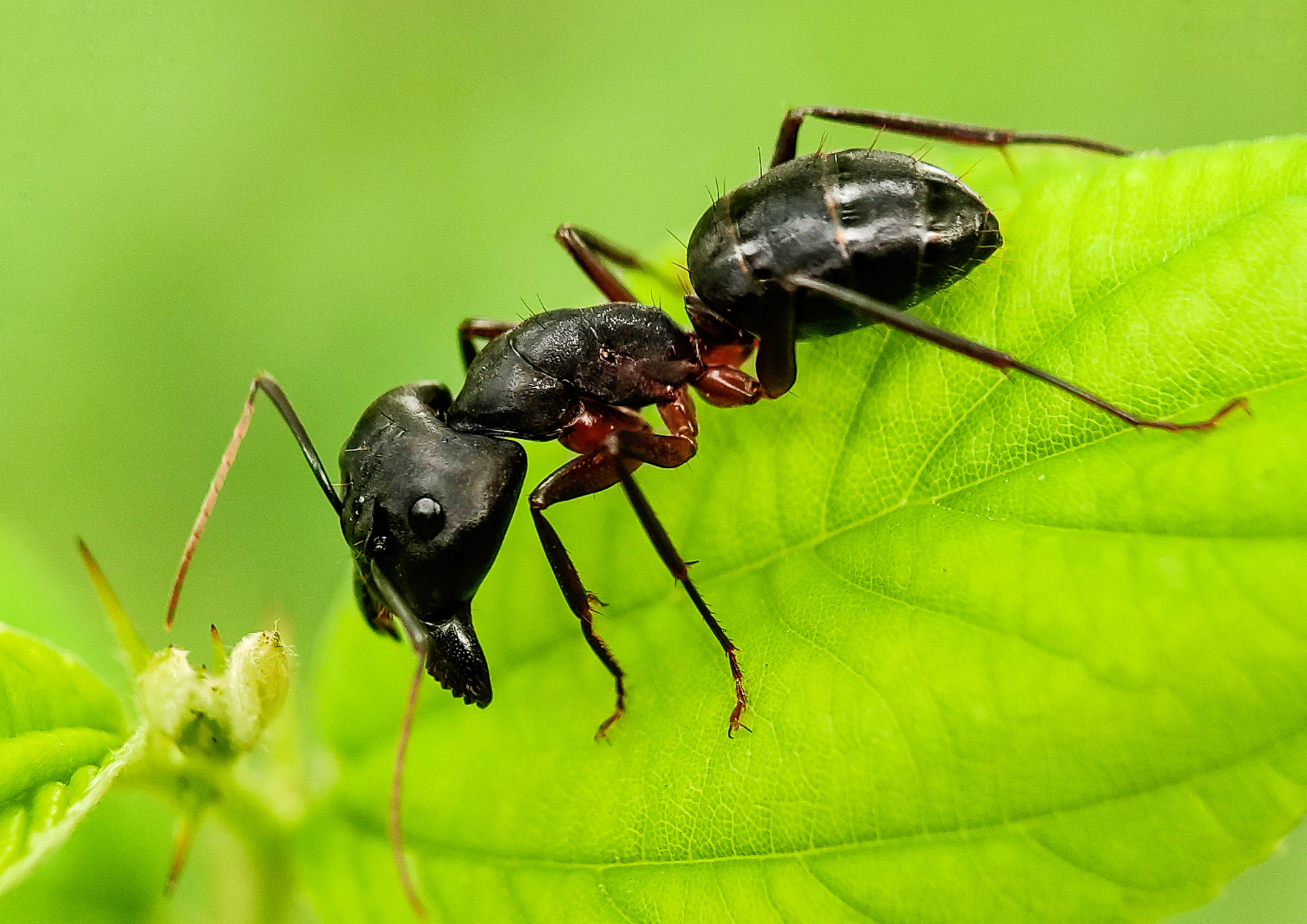 Close-up of a black ant on a vibrant green leaf.