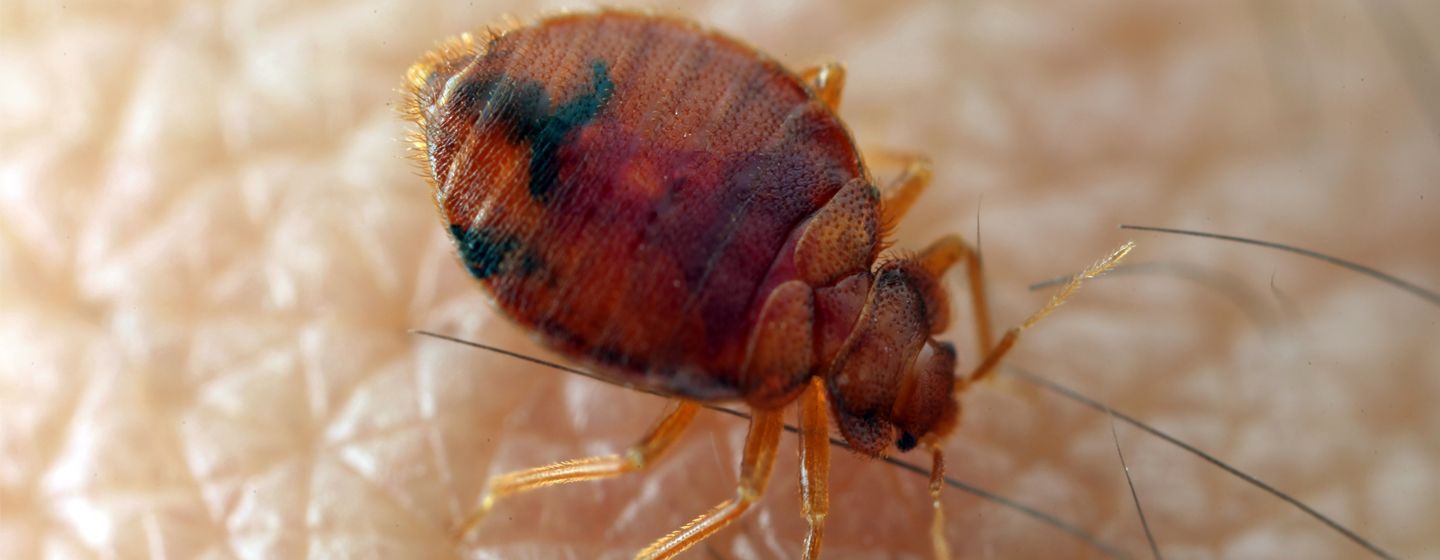 bestrijding bedwantsen hitte