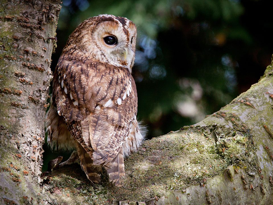 faunawering en knaagdierwering met uil