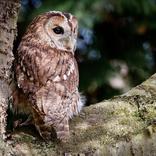 faunawering en knaagdierwering met uil