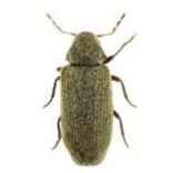 bonte knaagkever bestrijden anticimex