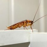 kakkerlakken in huis