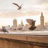 vogelsoorten in Nederland