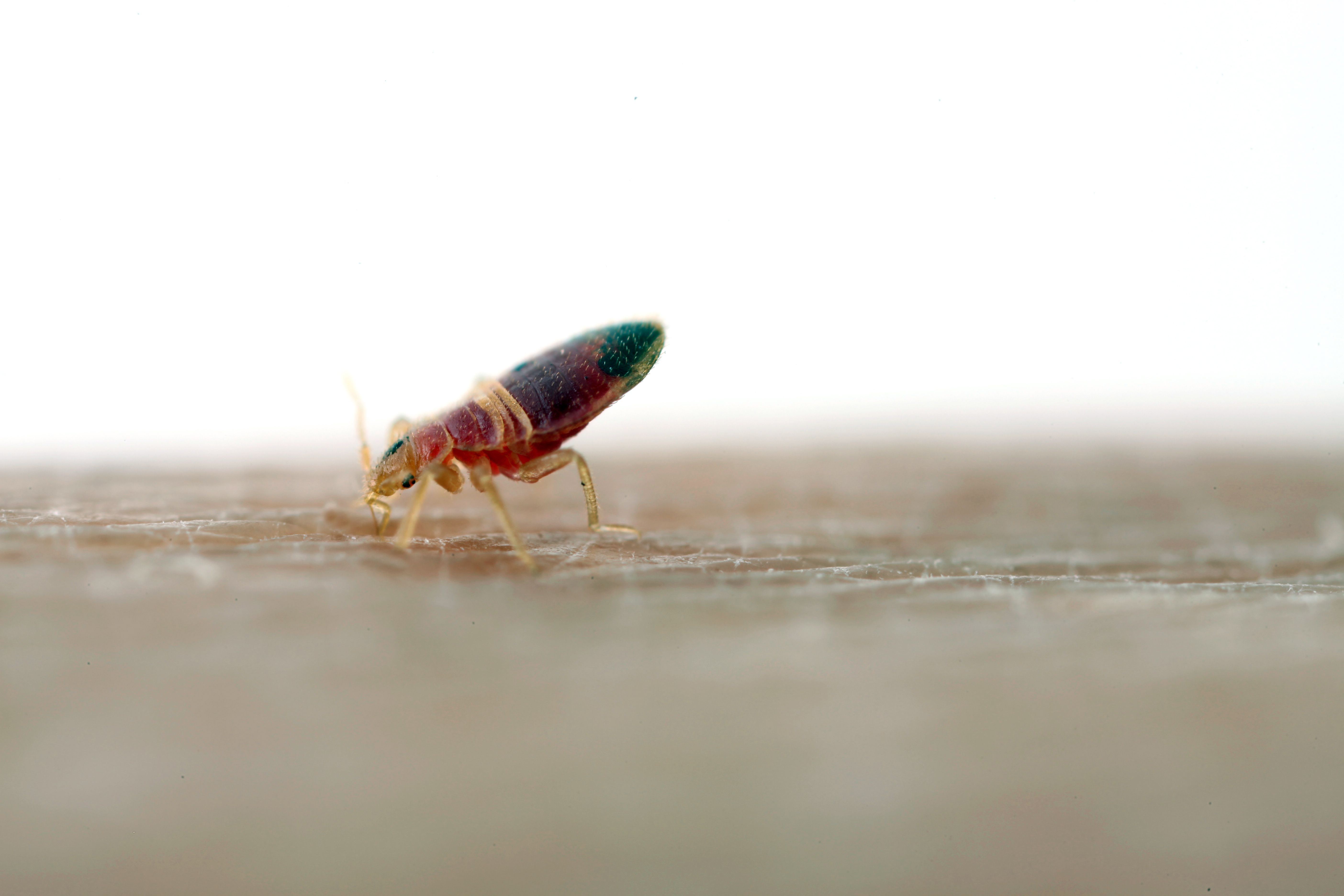 bedwantsenplaag bestrijden in hotel