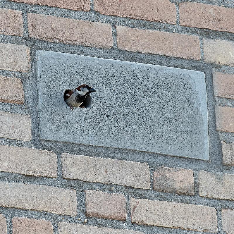 inbouwsteen gierzaluw